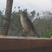 Tropical Mockingbird